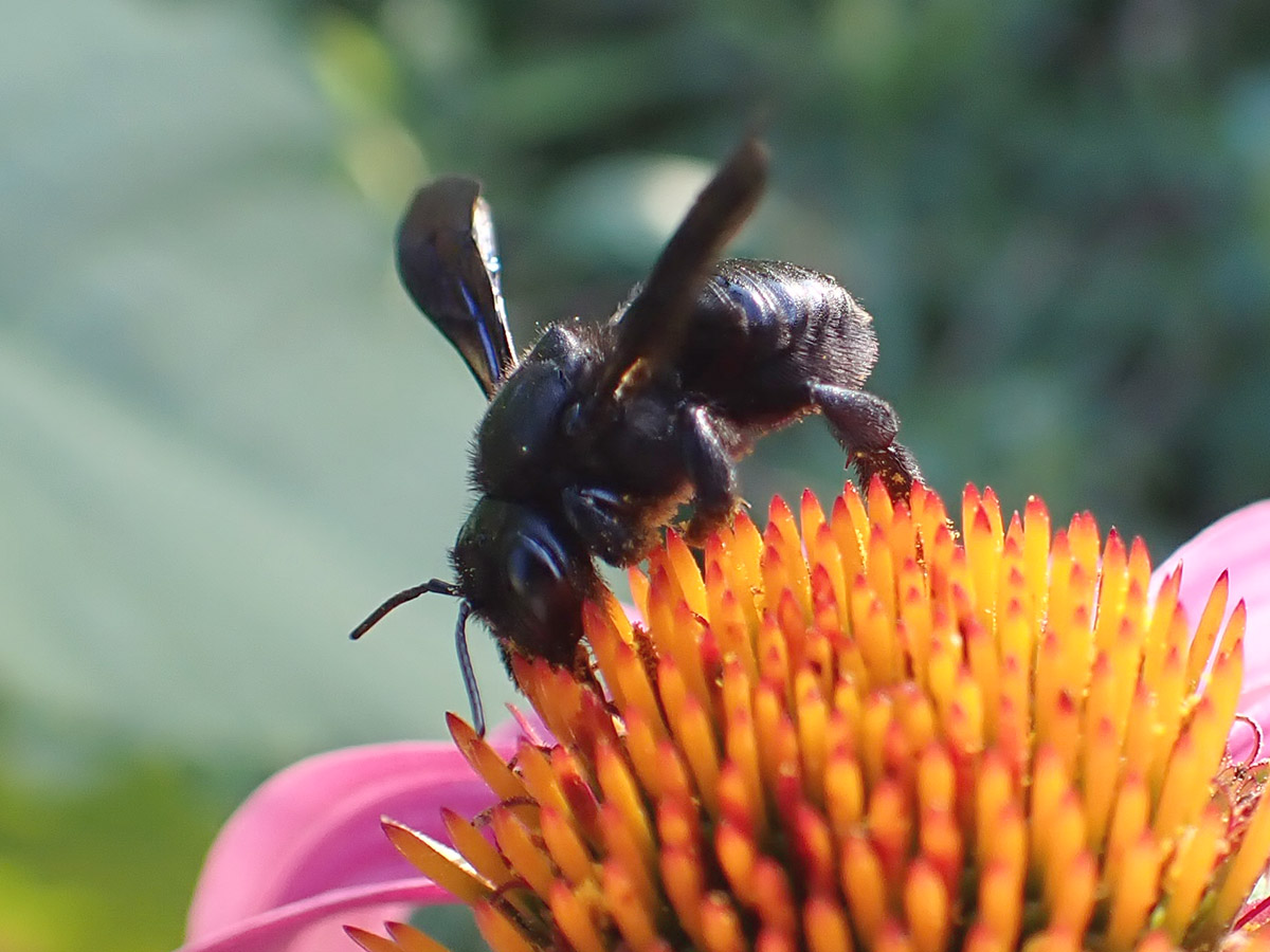 Female carpenter-mimic leafcutter bee on purple coneflower. The underside of this black bee's abdomen lacks its signature yellow pollen coating- this may be a newly hatched bee.