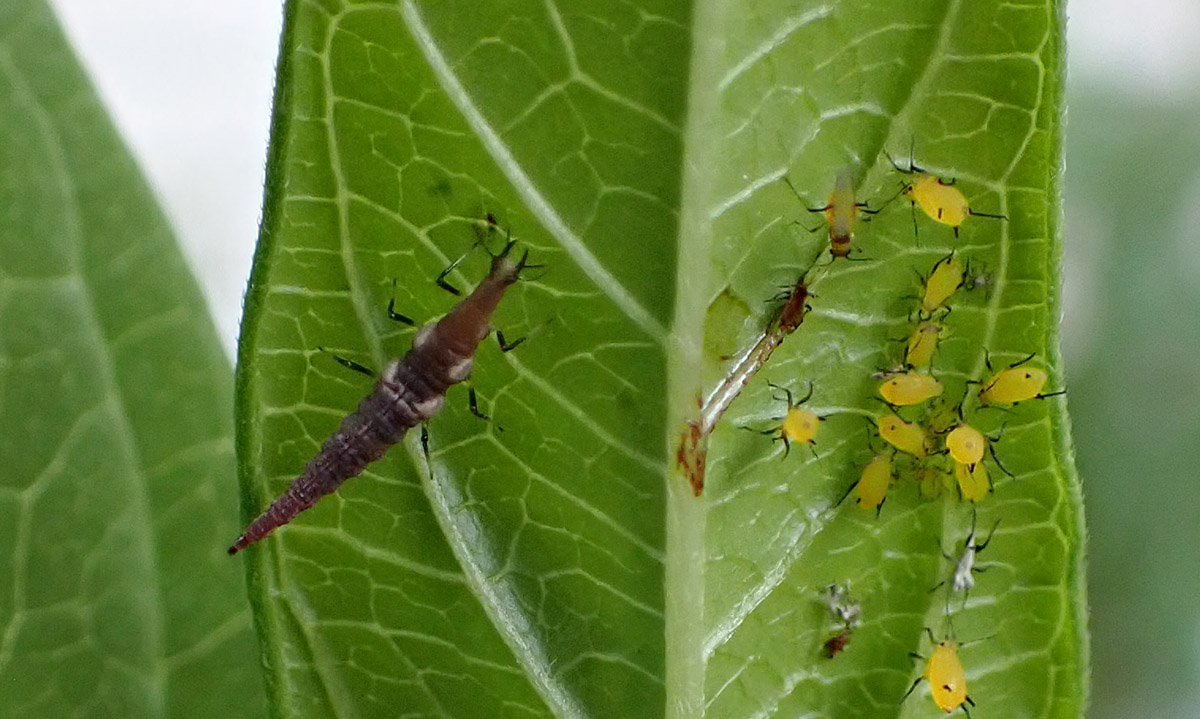 Predatory lacewing larva with orange milkweed aphids under milkweed leaf.