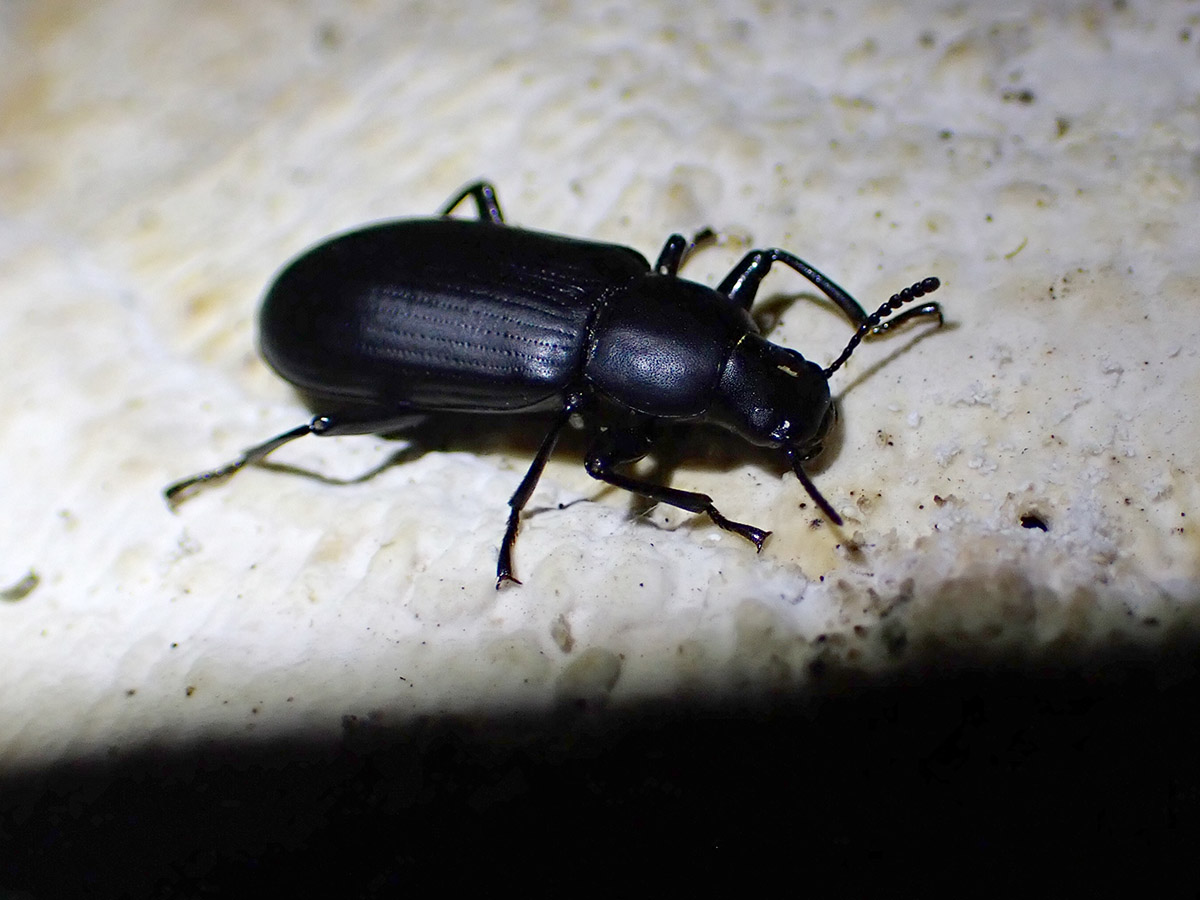 Likely a false mealworm beetle (Alobates pensylvanicus) feeding on a bracket fungus at night.