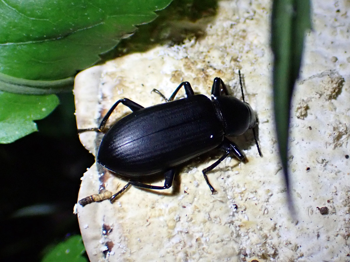 Likely a false mealworm beetle (Alobates pensylvanicus) definitely feeding on a bracket fungus at night.