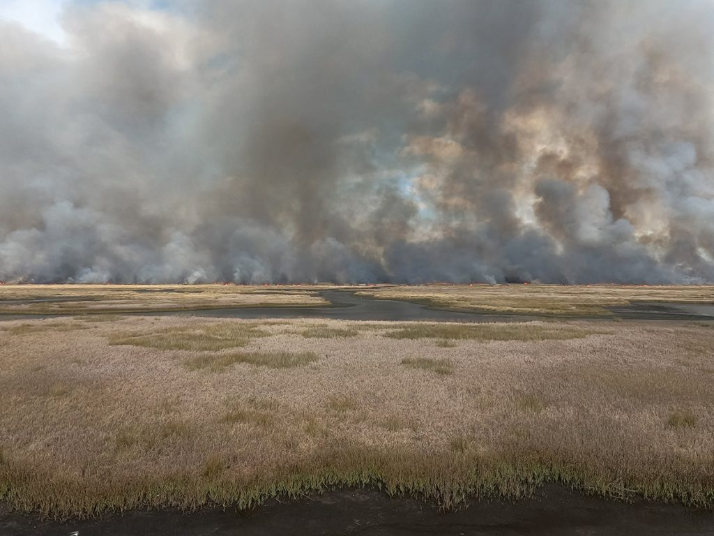 A salt marsh burns during a prescribed burn in Florida's big bend. The high marsh is a patchwork of grasses, pools, and mud flats.