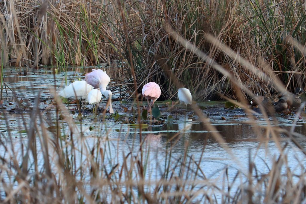Roseate spoonbills and egrets congregate in a high marsh pool.