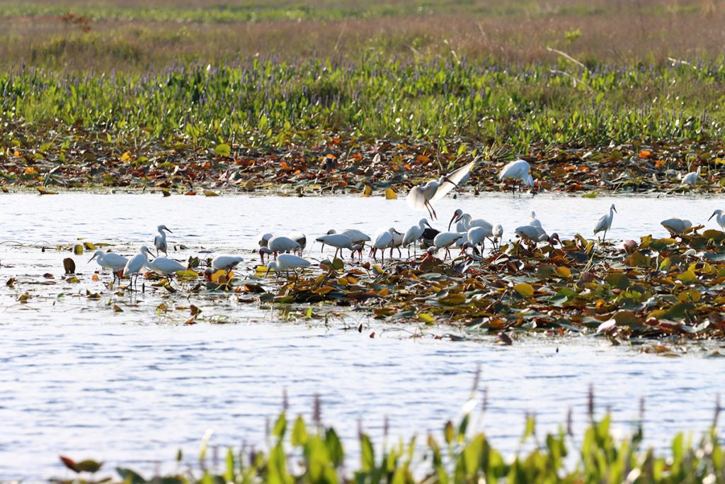 A flock of ibis is joined by great egrets at the edge of Lake Jackson.