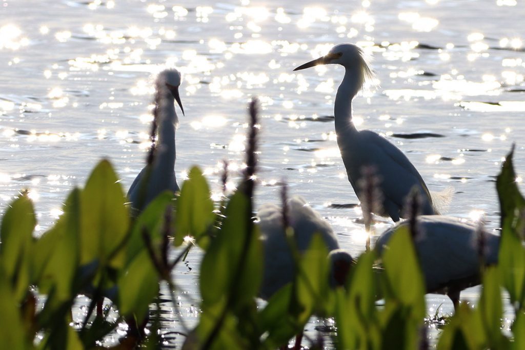 Great egrets in silhouette forage by pickerelweed.