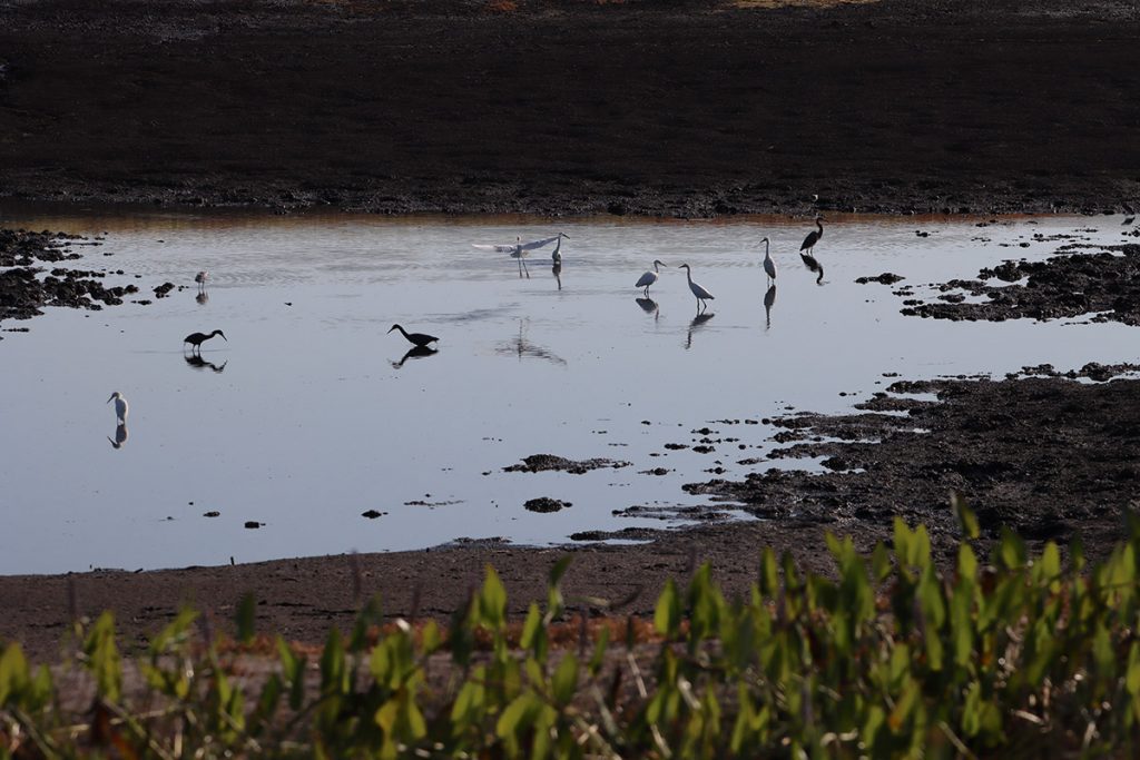 Various wading birds in a pool that feeds Porter Sink.