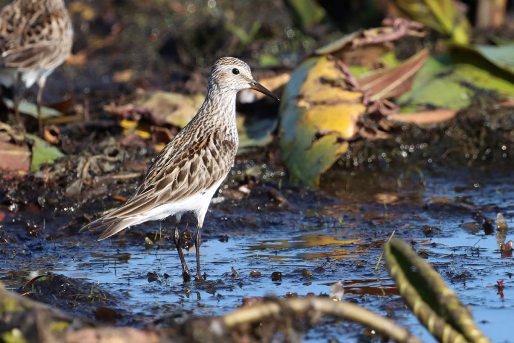 White rumped sandpiper forages in a little stream running from a large pool into Porter Sink.