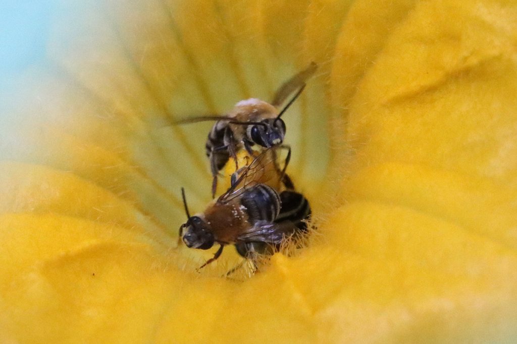 Pruinose squash bees in a pumpkin flower.