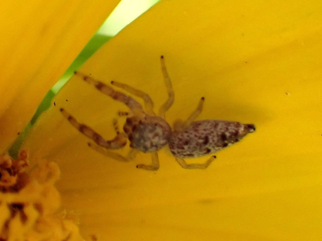 Jumping spider hides on lanceleaf coreopsis petal.