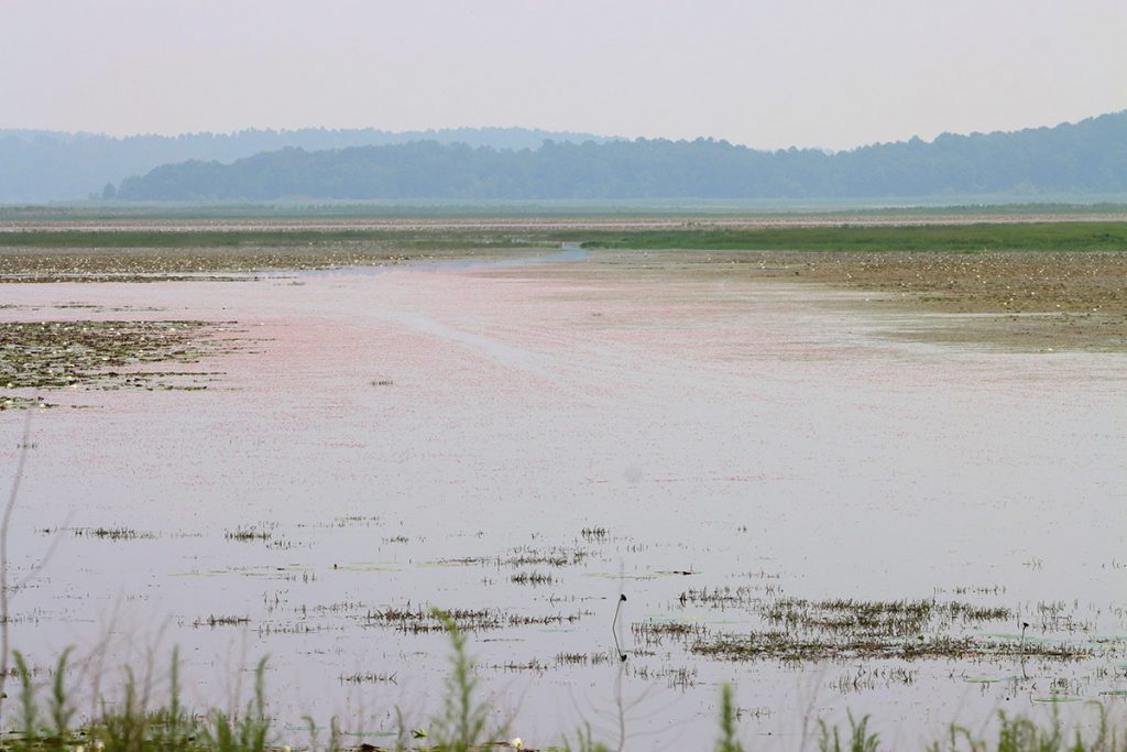 A reddish tint to the water of Lake Jackson.