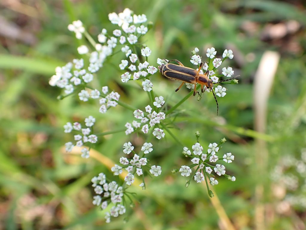 Herbwilliam (Ptilimnium capillaceum) with a margined leatherwing beetle (Chauliognathus marginatus).