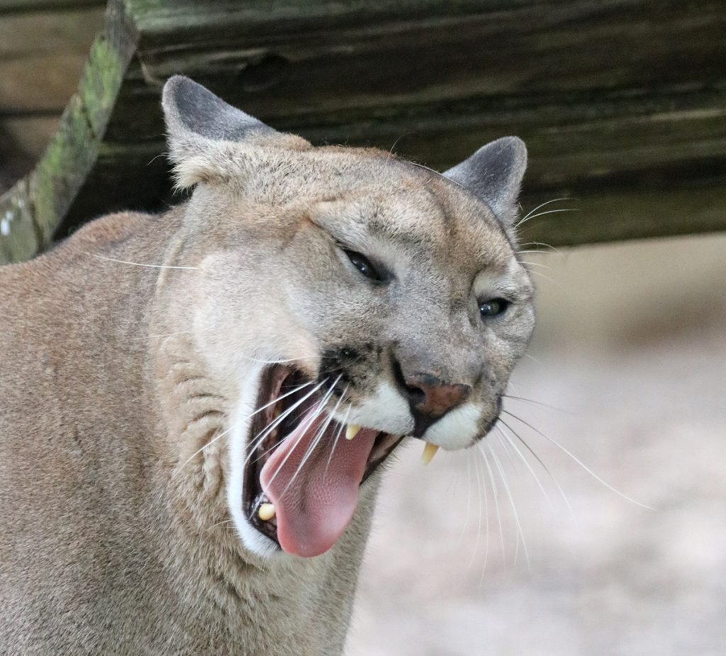 A Texas cougar yawns.