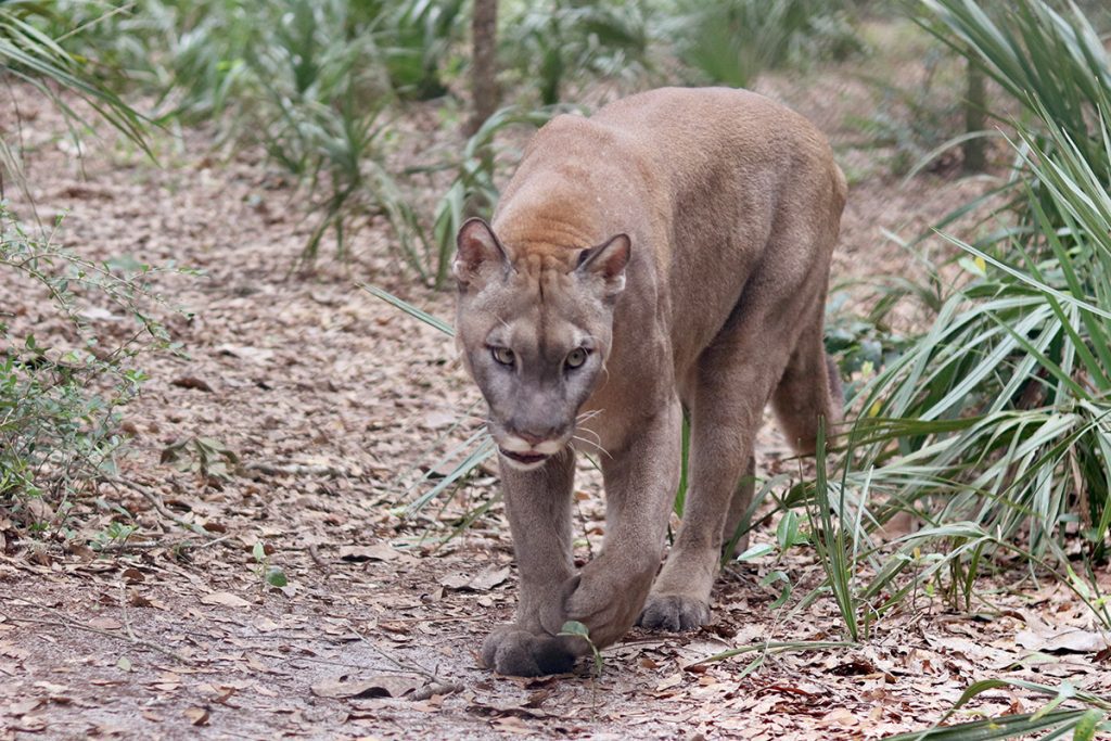 Buddha, the Tallahassee Museum's resident Florida panther.