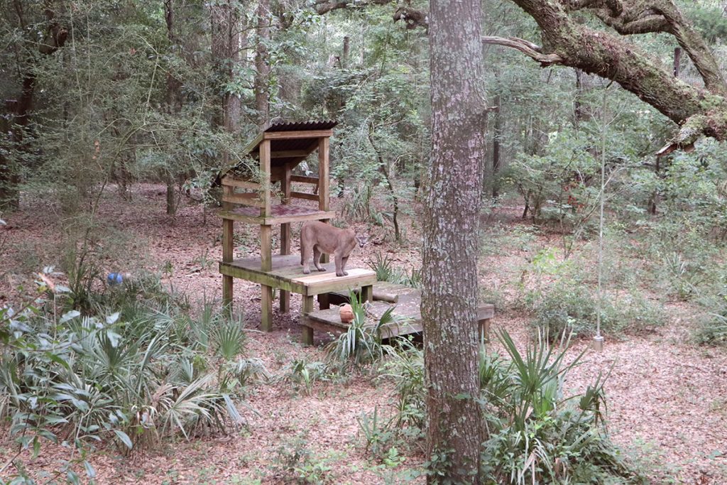 Buddha's domain. The Tallahassee Museum has enclosed a habitat full of saw palmettos, live oaks, and native shrubs and wildflowers. You can also see several toys scattered about to keep a Florida panther engaging the same senses it would use in the wild.