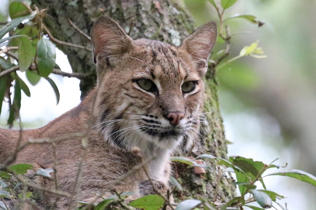 A bobcat surveys the Tallahassee Museum from high up in a live oak.