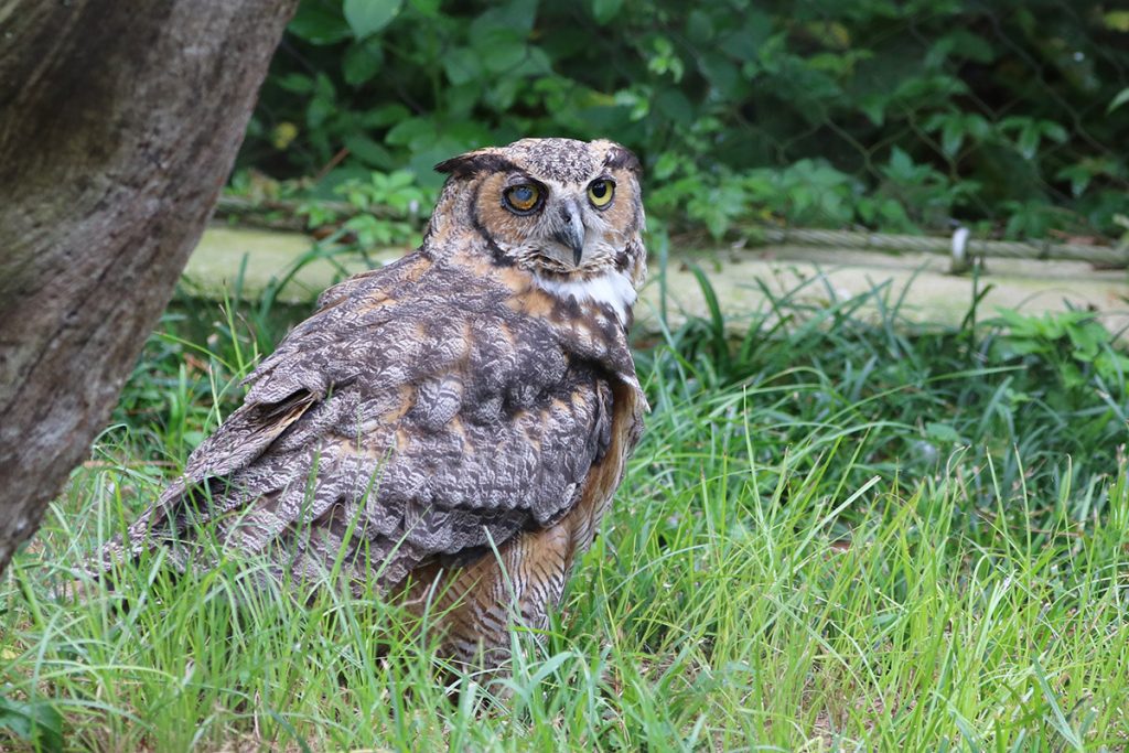 A great horned owl with an impaired eye. The Tallahassee Museum cares for animals that would have difficulty surviving in the wild, using them to educate north Floridians about native fauna.