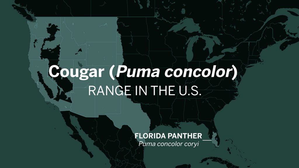 Map showing the range of cougars (puma concolor) in the western US, and Florida panthers (Puma concolor coryi) in southwest Florida.