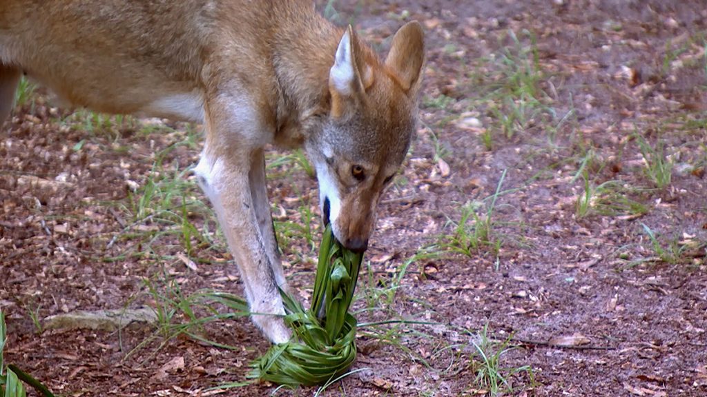 A Tallahassee Museum red wolf unwraps palmetto leaves from a meat treat in August 2017.