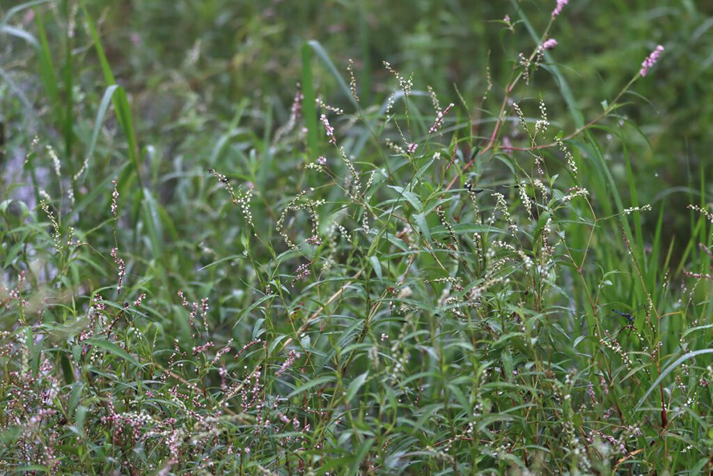 Smartweed, a wet loving wildflower.