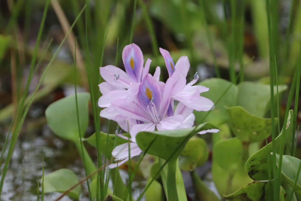 Common water hyacinth (Pontederia crassipes) in a small pond.
