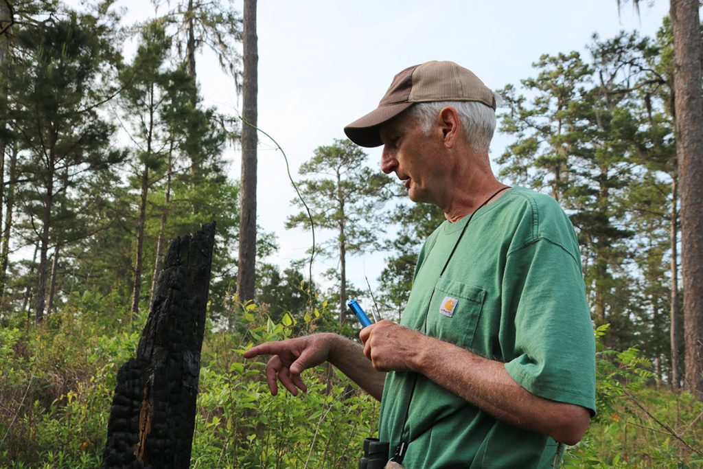 Jim Cox approaches a brown-headed nuthatch nest in a charred pine stump.