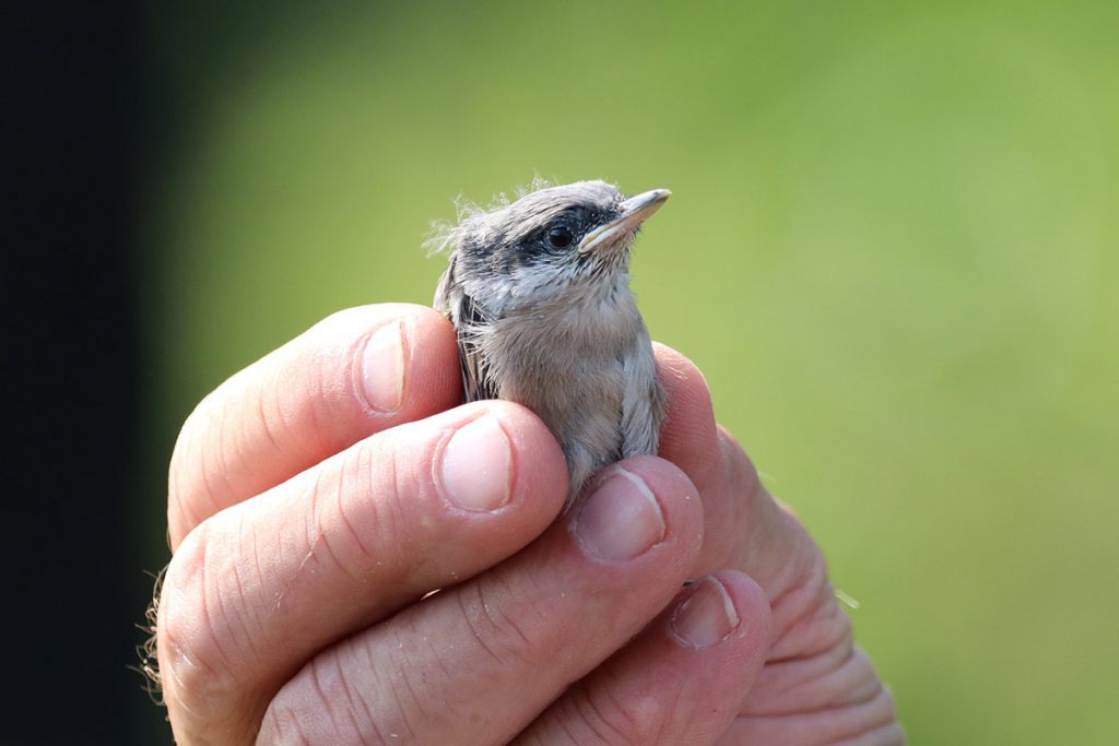 Baby brown-headed nuthatch, moments after banding.