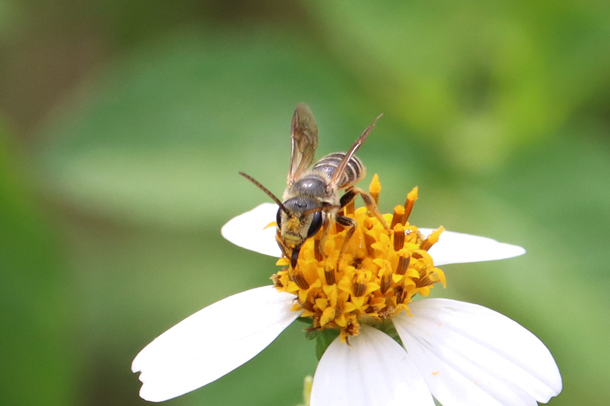 Poey's furrow bee, possibly a male, on Bidens alba.