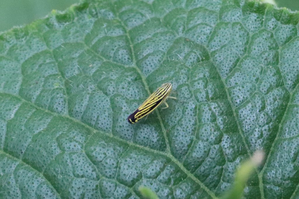 Leafhopper, possibly yellow-striped leafhopper (Sibovia occatoria).