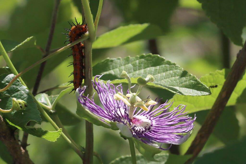 Late instar gulf fritillary caterpillar with passionflower.