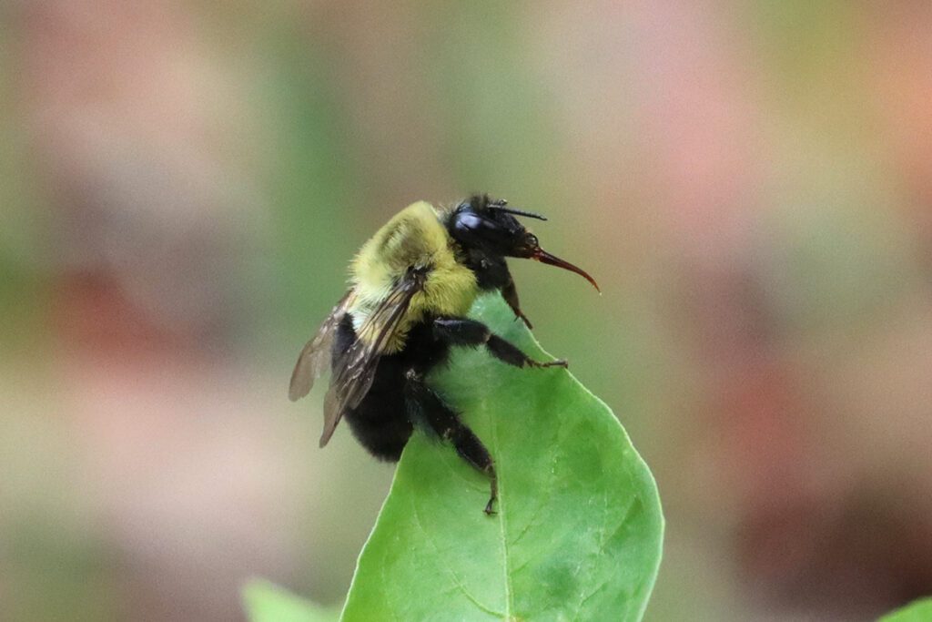 Common eastern bumblebee cleaning its proboscis.
