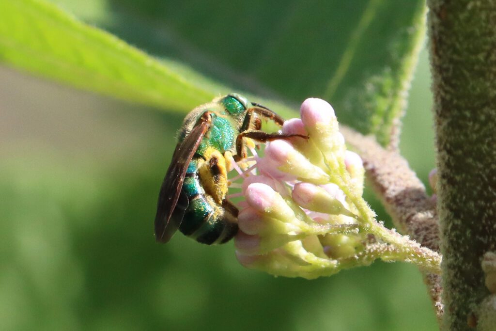 Female brown-winged striped sweat be on beautyberry flower.