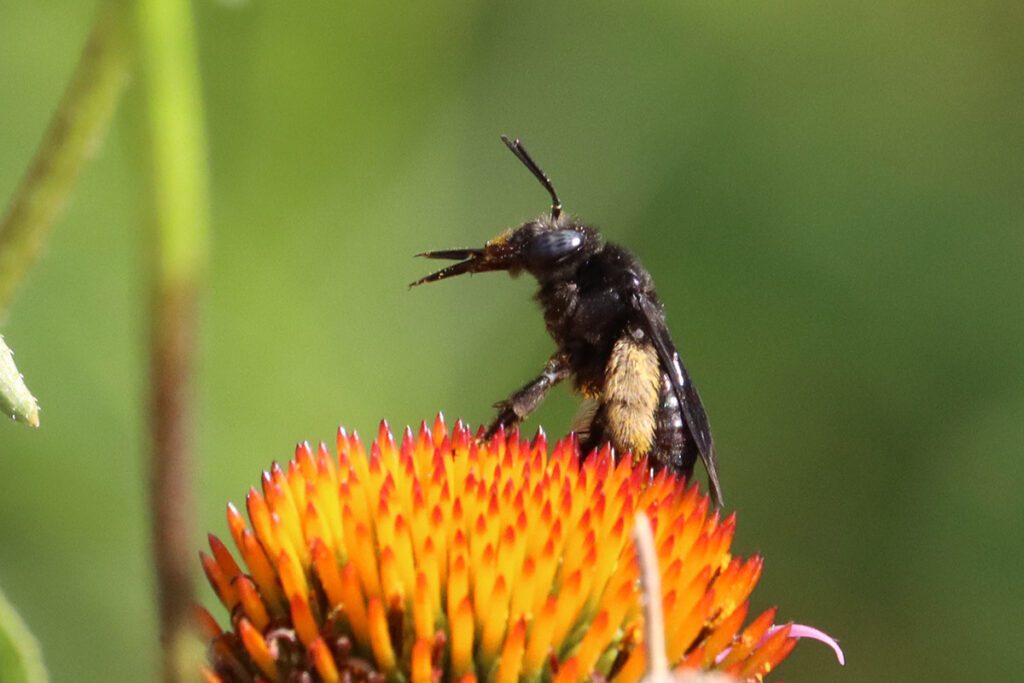 Two-spotted longhorn bee appears to clean its proboscis.