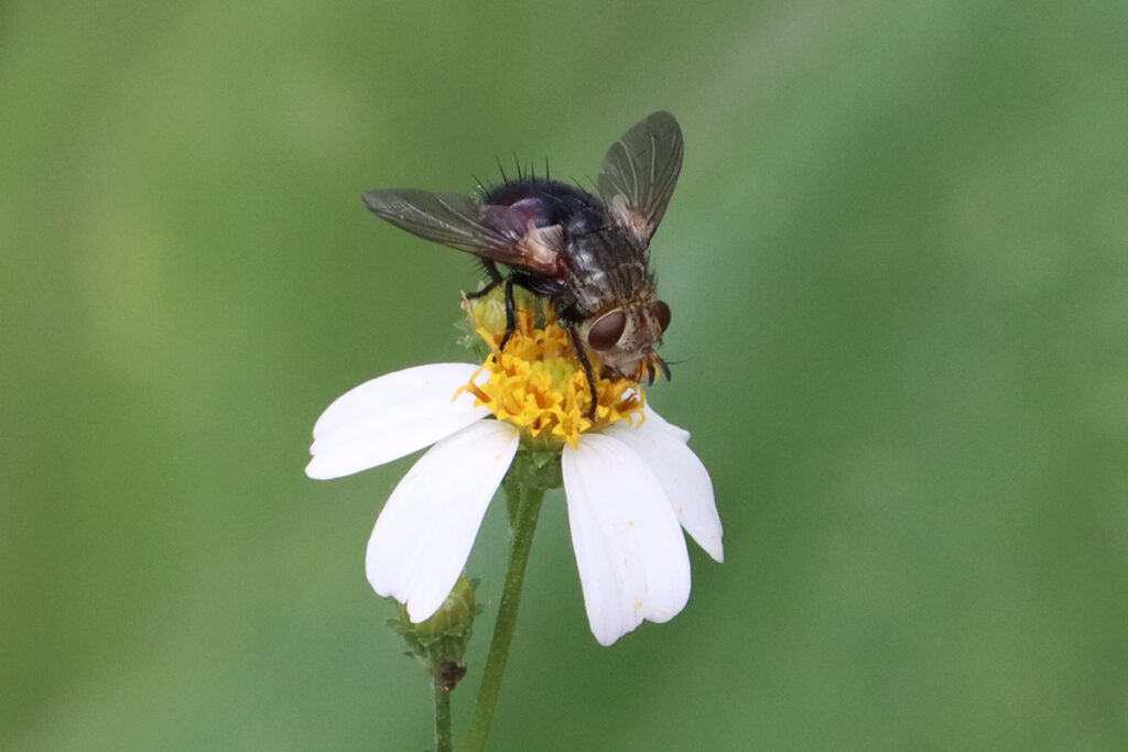 Tachinid fly on Bidens alba flower.