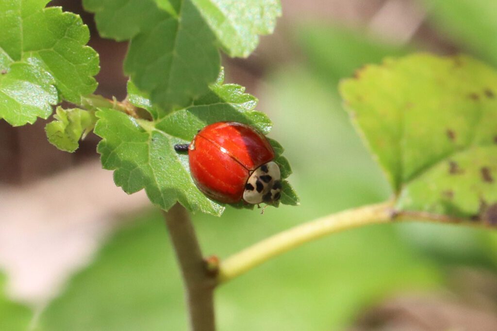 Asian lady beetle.