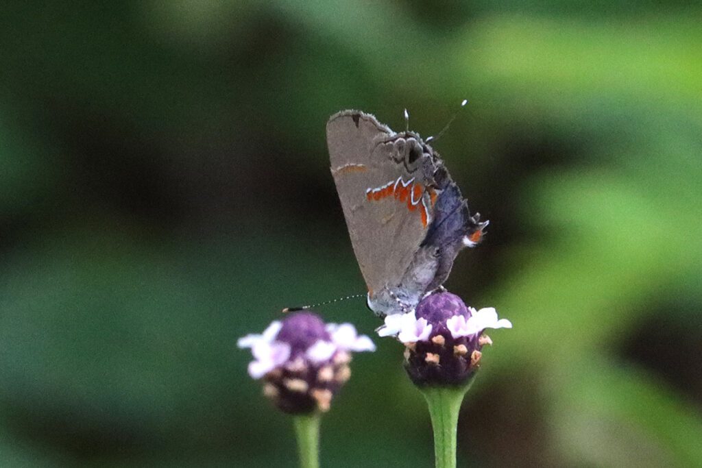 Red-banded hairstreak (Calycopis cecrops) on fogfruit flower.