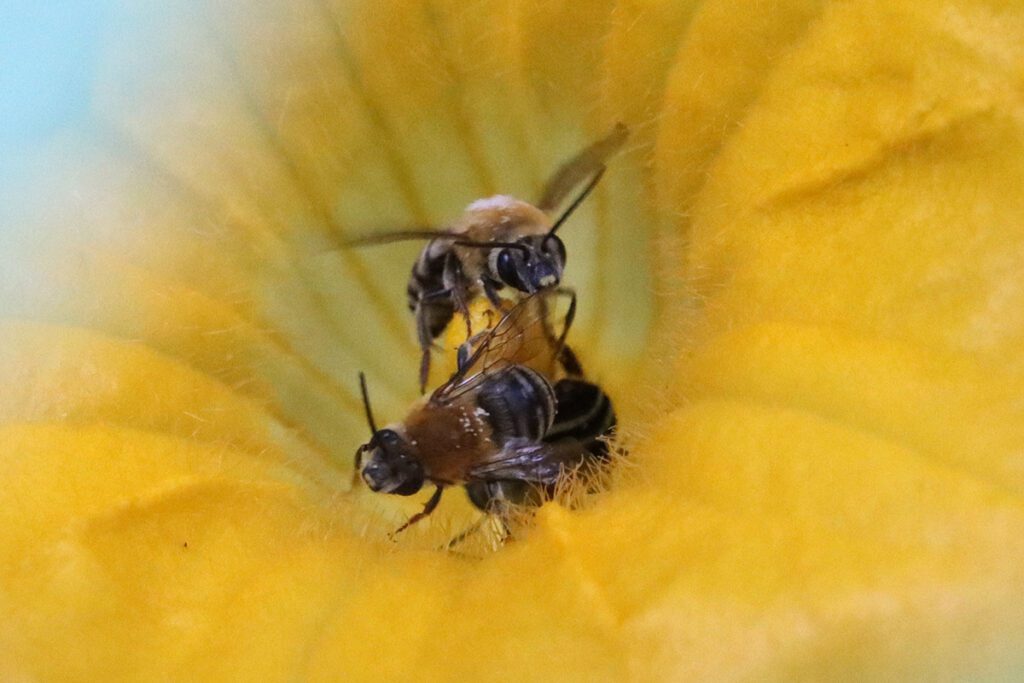 Pruinose squash bees (Peponapis pruinosa) wake up in a pumpkin flower.