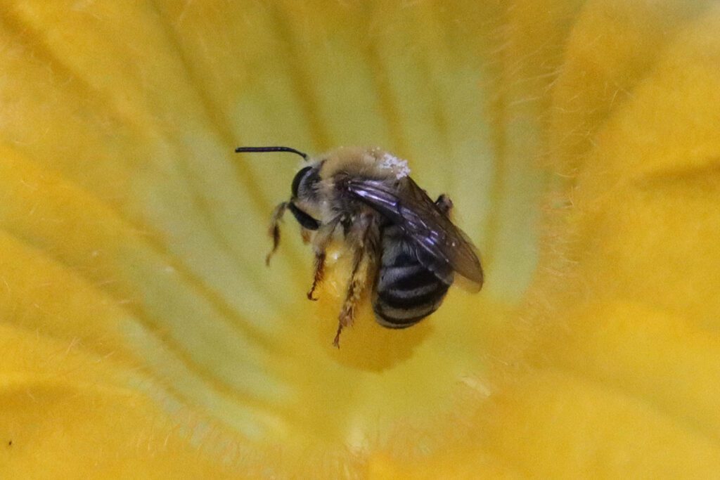 Pruinose squash bee in pumpkin flower.