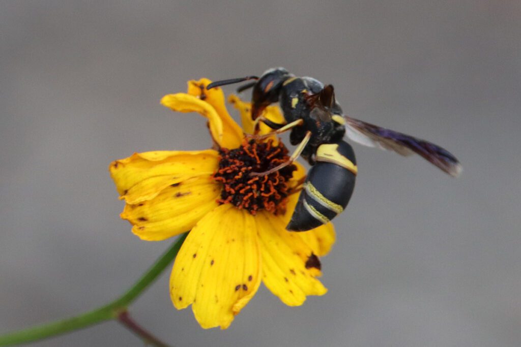 Hidalgo mason wasp (Euodynerus hidalgo) on Leavenworth's coreopsis flower.