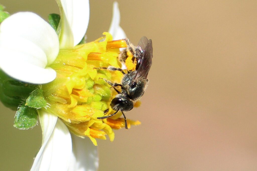 Lasioglossum sweat bee on Bidens alba flower.