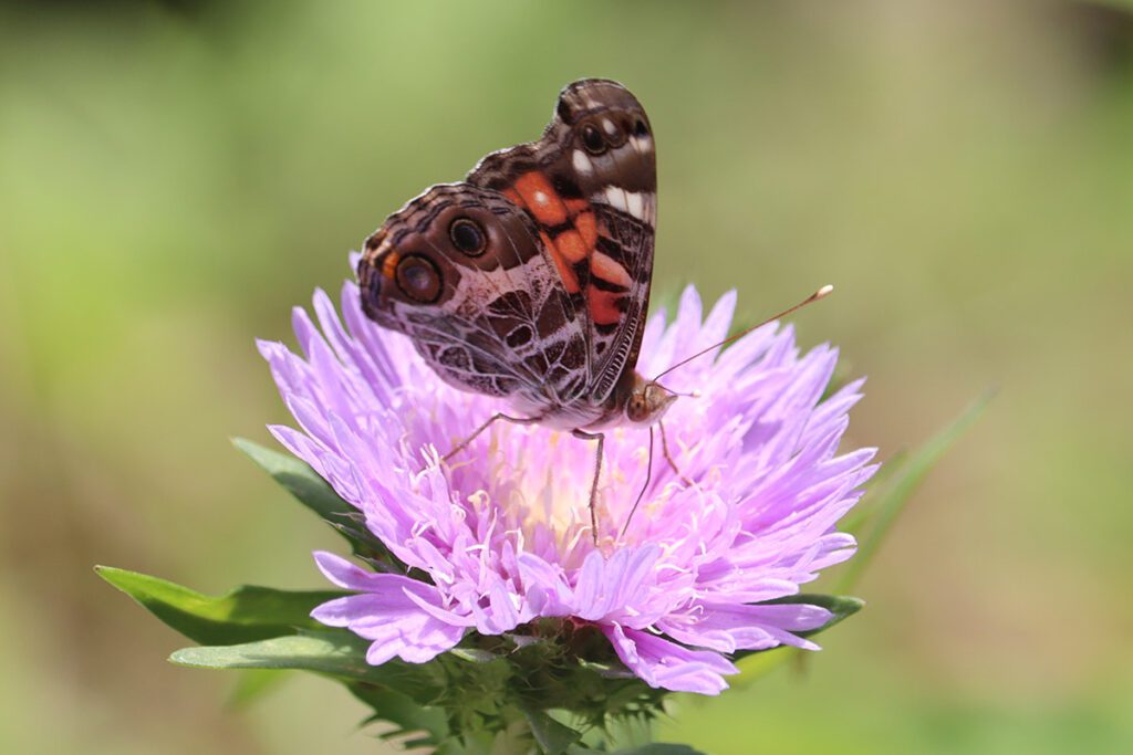American lady butterfly on Stoke's aster flower.