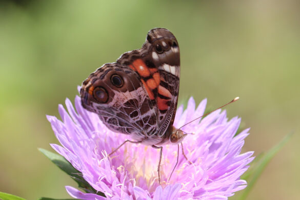 American lady butterfly on Stoke's aster flower.