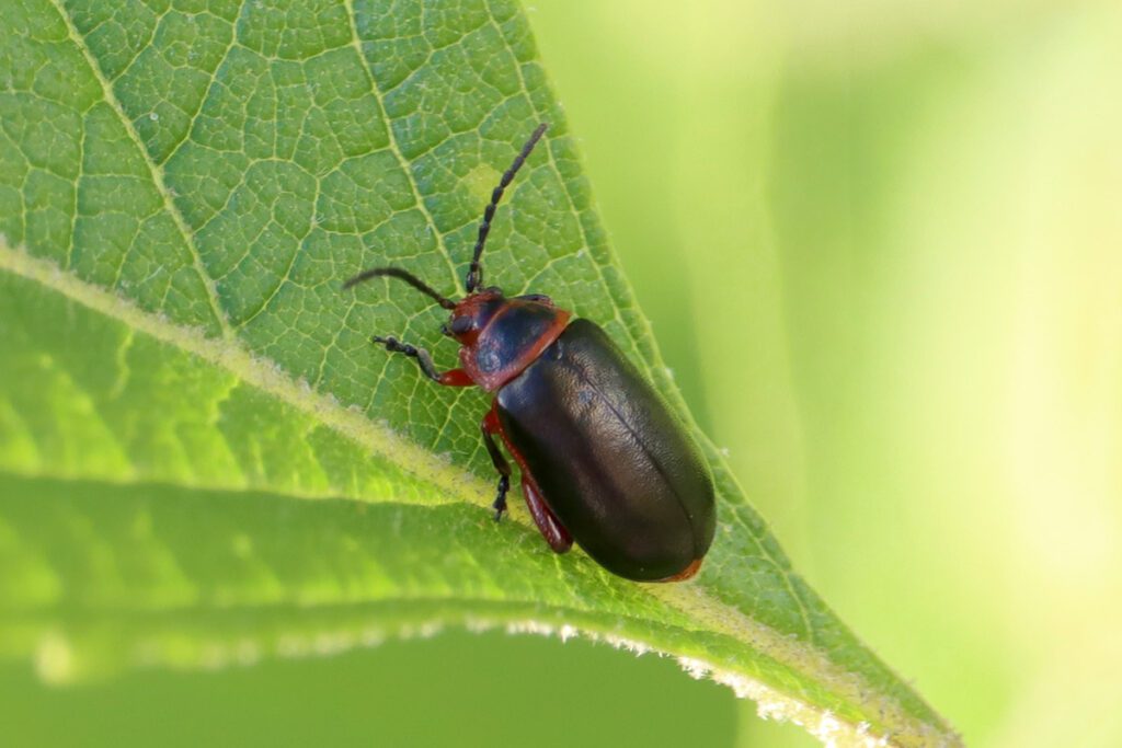 Flea beetle in the Kuschelina genus.