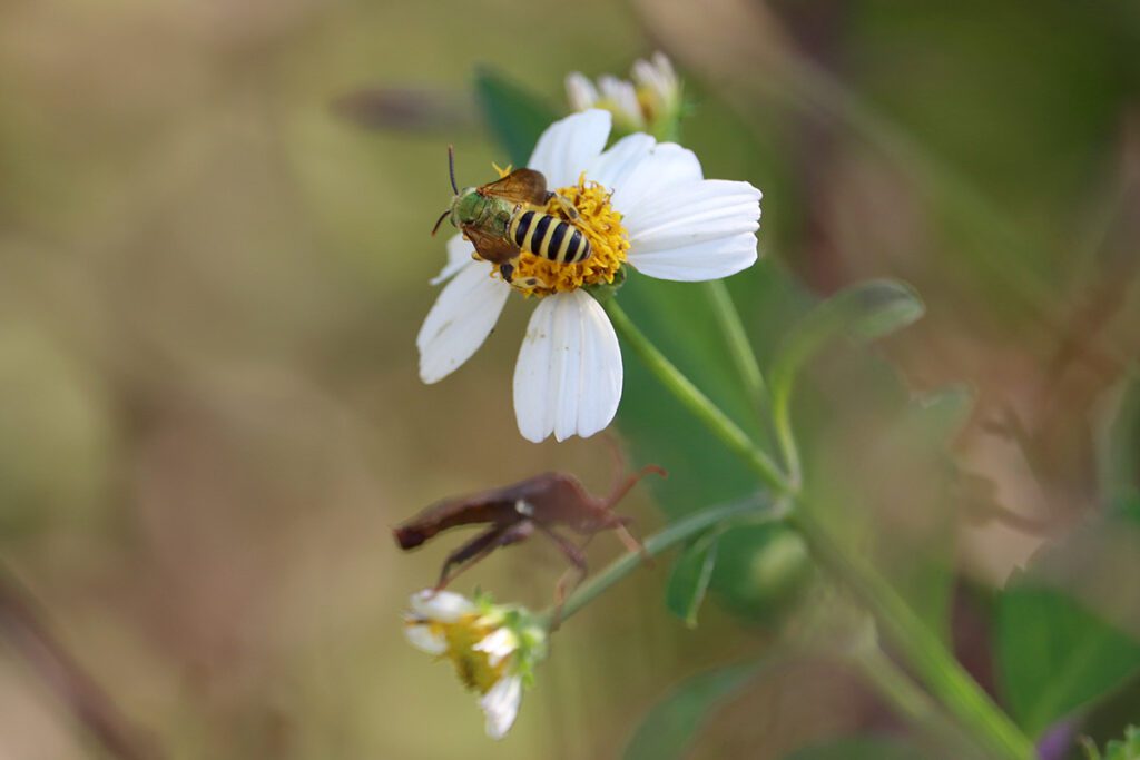 Male brown-winged striped sweat bee on Bidens alba flower.