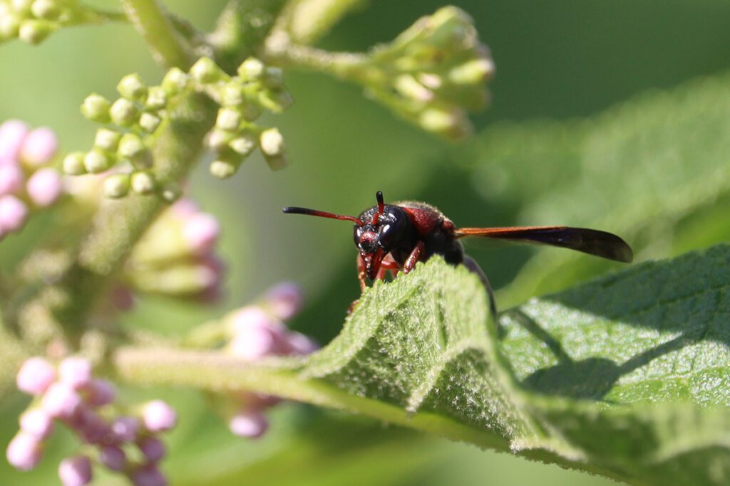 Red-marked Pachodynerus wasp (Pachodynerus erynnis)