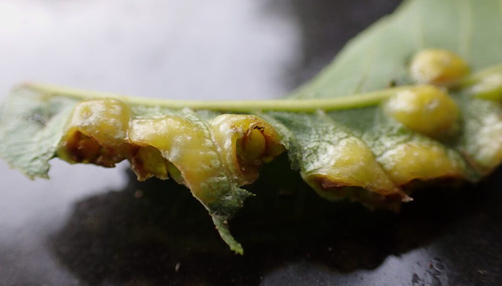 Multiple galls on a pecan leaf.