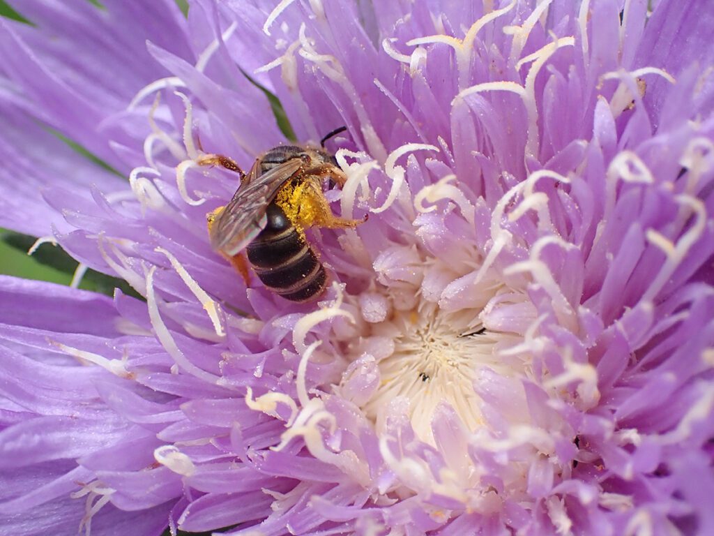 Poey's furrow bee on Stoke's aster flower.