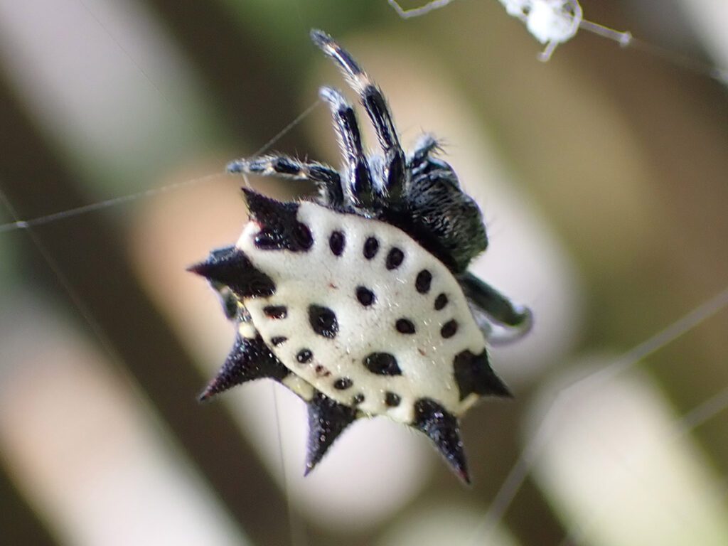 Spineybacked orbweaver (Gasteracantha cancriformis).