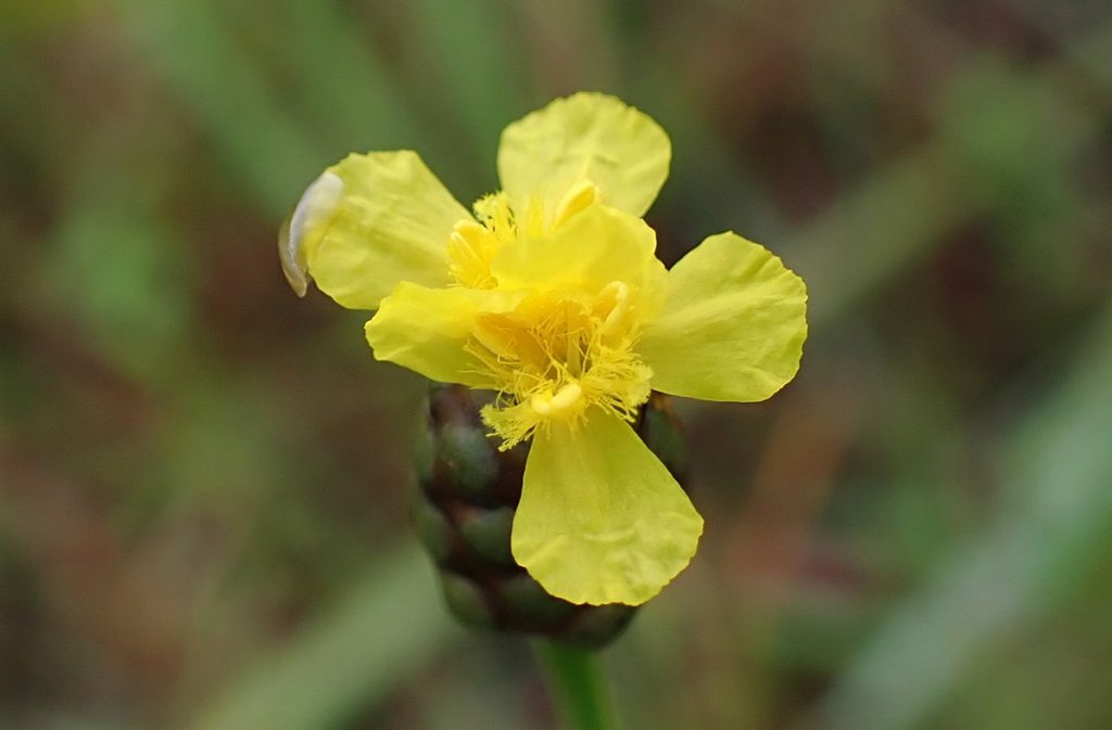 Yellow-eyed grass flower (Xyris genus).