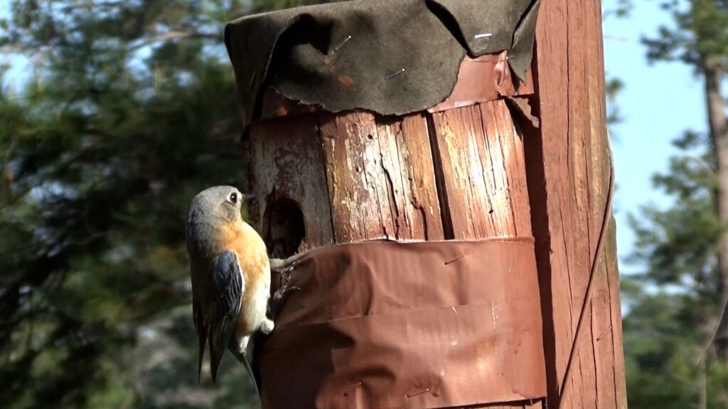 Eastern bluebird inspects occupied brown-headed nuthatch nest. 