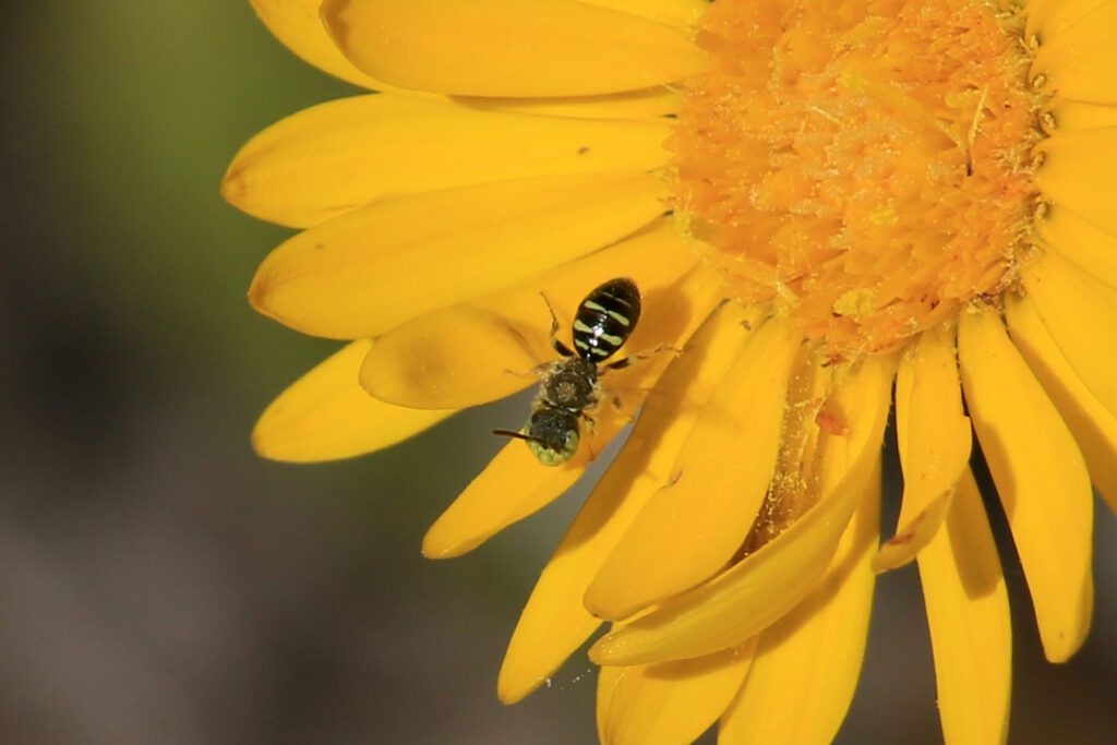 A small, striped bee – the cousinly fairy bee (Perdita consobrina), on a sunflower, Munson Sandhills in October 2023.