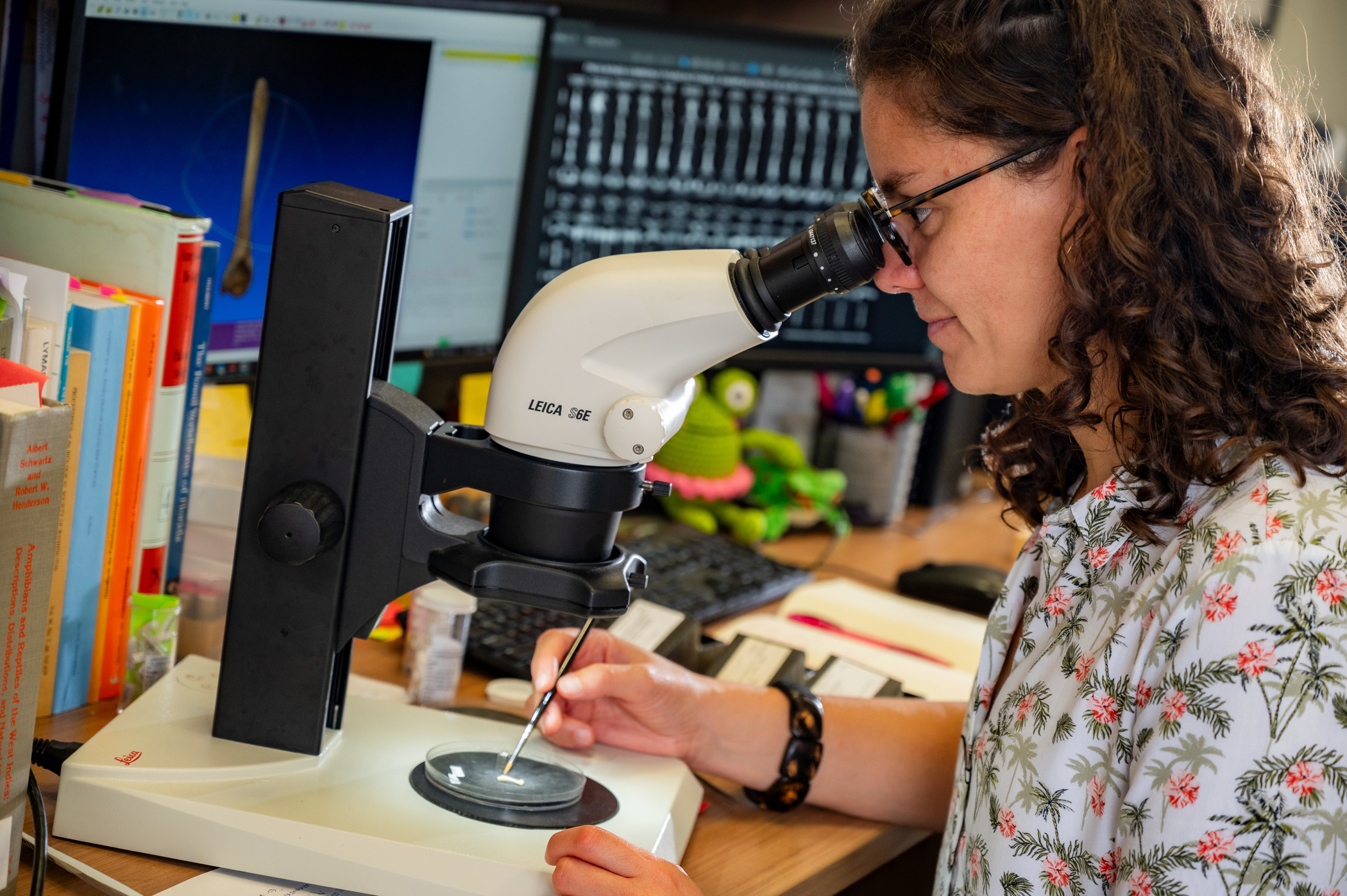 Maria Vallejo, PhD student at the University of Florida, looks into a microscope. Image courtesy University of Florida.